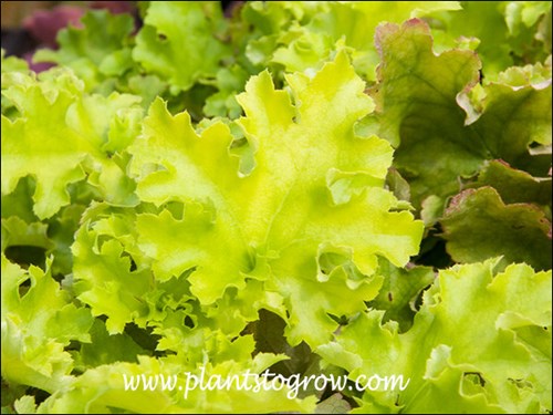 ruffled lime green folaige